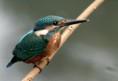 /album/les-oiseaux-de-grandlieu/martin-pecheur-jpg/